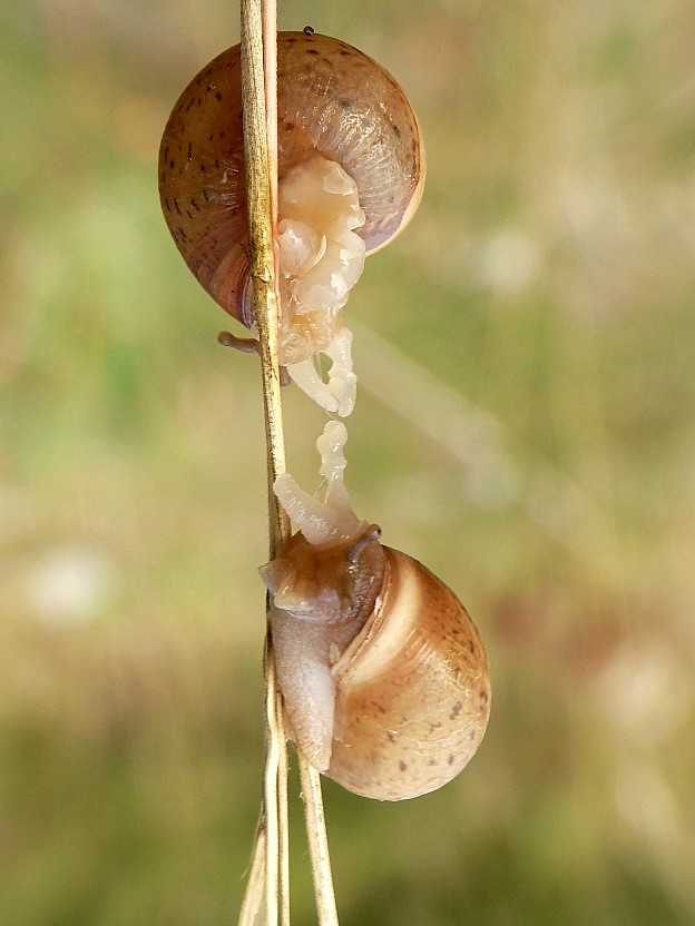 Accoppiamento di Monacha parumcincta